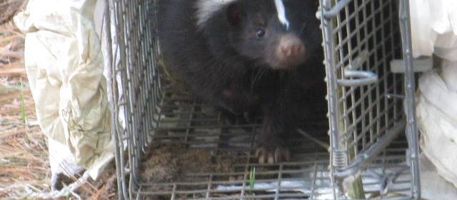 skunk in cage