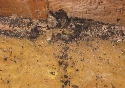 termite build up