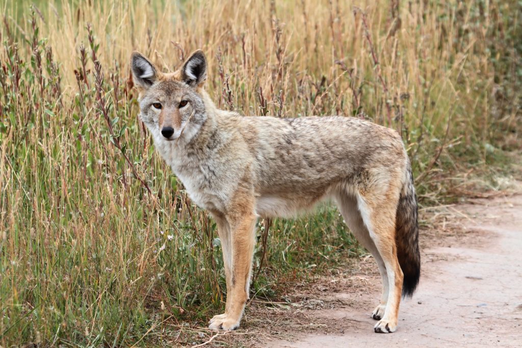 Coyotes in New Jersey: Imported or immigrants?