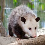 virginia opossum on branch