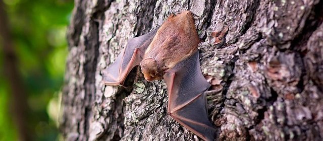 bat wings spread on tree bark