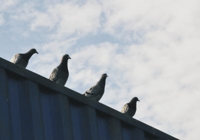 perched pigeons