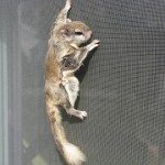 flying squirrel on screen