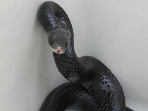 black snake