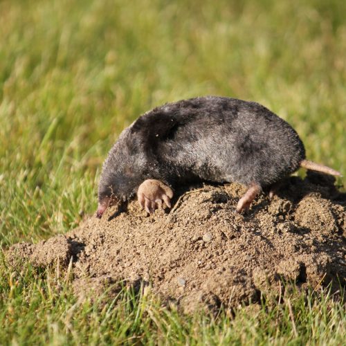mole on ant hill