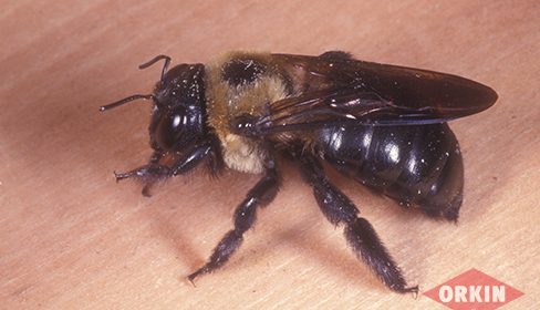 bee on wood orkin logo