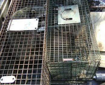 multiple cages in truck bed