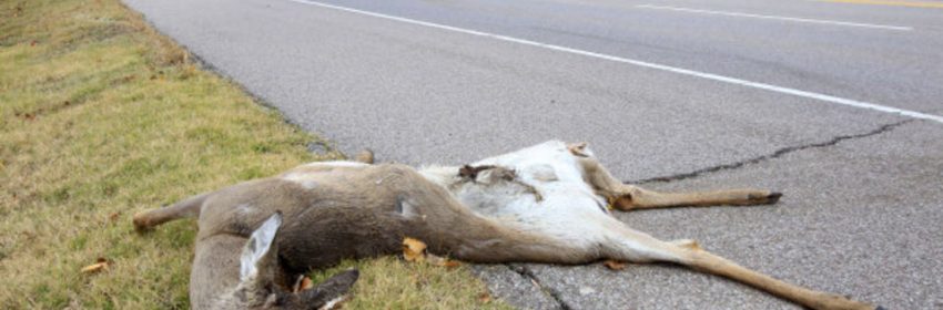 deer killed on side of road