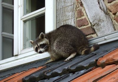 raccoon on roof